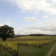 Denbies Wine Estate in Dorking, southern England.
